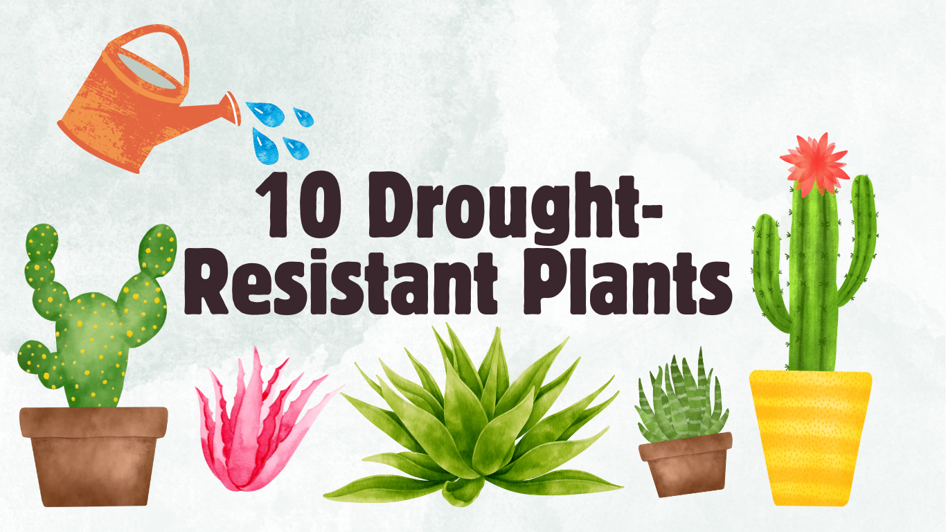 10 Drought-Resistant Plants (1).png
